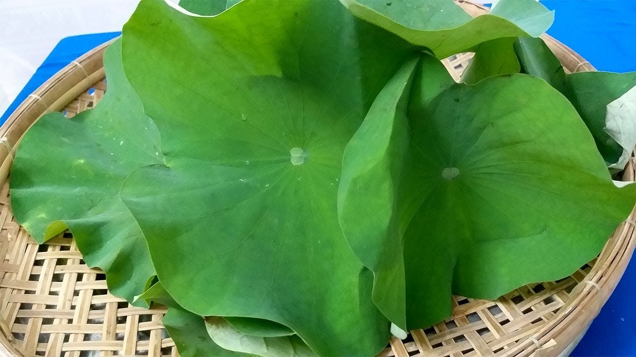 Trị Mụn Với Lá Sen