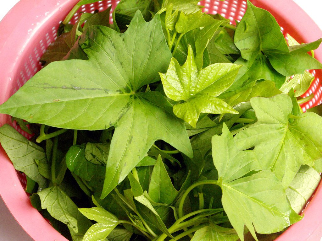 Trị Mụn Bằng Lá Khoai Lang