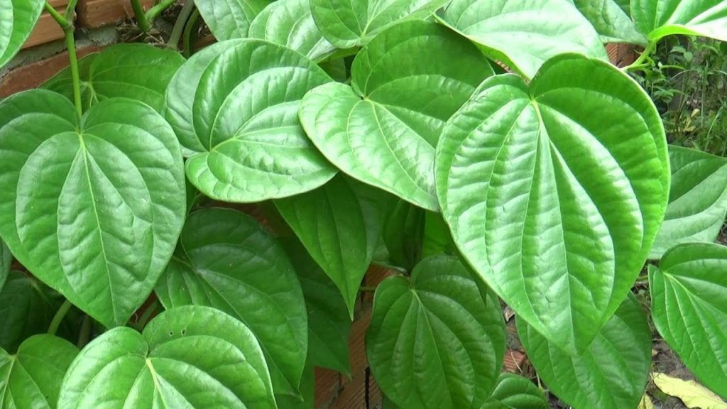 Trị mụn với lá trầu không